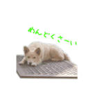 元気いっぱいくりスタンプ（個別スタンプ：3）