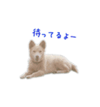 元気いっぱいくりスタンプ（個別スタンプ：4）