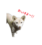 元気いっぱいくりスタンプ（個別スタンプ：7）