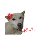 元気いっぱいくりスタンプ（個別スタンプ：8）