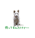 元気いっぱいくりスタンプ（個別スタンプ：17）
