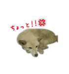 元気いっぱいくりスタンプ（個別スタンプ：21）
