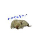 元気いっぱいくりスタンプ（個別スタンプ：27）