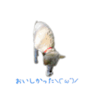 元気いっぱいくりスタンプ（個別スタンプ：30）