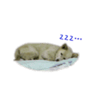 元気いっぱいくりスタンプ（個別スタンプ：33）