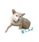 元気いっぱいくりスタンプ（個別スタンプ：36）