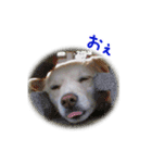元気いっぱいくりスタンプ（個別スタンプ：38）