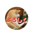 秋田犬の小春さん2（個別スタンプ：2）