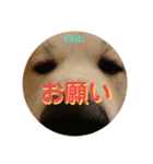 秋田犬の小春さん2（個別スタンプ：3）