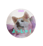 秋田犬の小春さん2（個別スタンプ：4）
