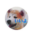 秋田犬の小春さん2（個別スタンプ：5）