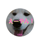 秋田犬の小春さん2（個別スタンプ：6）