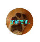 秋田犬の小春さん2（個別スタンプ：7）