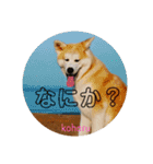 秋田犬の小春さん2（個別スタンプ：8）