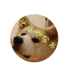 秋田犬の小春さん2（個別スタンプ：9）