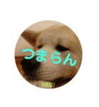 秋田犬の小春さん2（個別スタンプ：10）