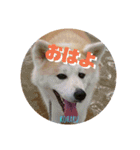秋田犬の小春さん2（個別スタンプ：12）