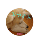 秋田犬の小春さん2（個別スタンプ：13）