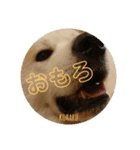 秋田犬の小春さん2（個別スタンプ：14）