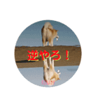 秋田犬の小春さん2（個別スタンプ：15）