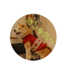 秋田犬の小春さん2（個別スタンプ：16）