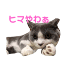 短足ミヌエットこてつ君(関西弁)（個別スタンプ：3）