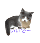 短足ミヌエットこてつ君(関西弁)（個別スタンプ：8）