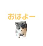 短足ミヌエットこてつ君(関西弁)（個別スタンプ：9）