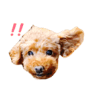らてお（個別スタンプ：1）