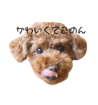 らてお（個別スタンプ：6）