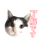 ねこすた・はちわれ猫バージョン（個別スタンプ：1）
