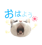 ねこすた・はちわれ猫バージョン（個別スタンプ：2）