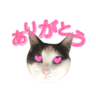 ねこすた・はちわれ猫バージョン（個別スタンプ：3）