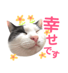 ねこすた・はちわれ猫バージョン（個別スタンプ：4）