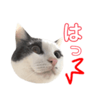 ねこすた・はちわれ猫バージョン（個別スタンプ：5）
