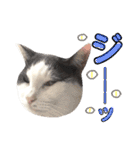 ねこすた・はちわれ猫バージョン（個別スタンプ：7）