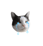 ねこすた・はちわれ猫バージョン（個別スタンプ：8）