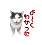 ねこすた・はちわれ猫バージョン（個別スタンプ：9）