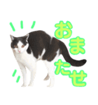 ねこすた・はちわれ猫バージョン（個別スタンプ：10）