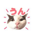 ねこすた・はちわれ猫バージョン（個別スタンプ：11）