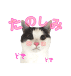ねこすた・はちわれ猫バージョン（個別スタンプ：12）