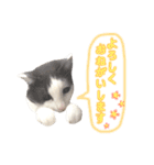 ねこすた・はちわれ猫バージョン（個別スタンプ：13）