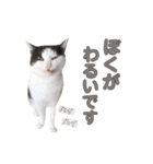 ねこすた・はちわれ猫バージョン（個別スタンプ：14）
