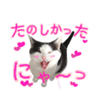 ねこすた・はちわれ猫バージョン（個別スタンプ：15）
