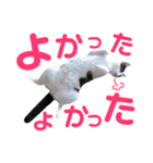 ねこすた・はちわれ猫バージョン（個別スタンプ：16）