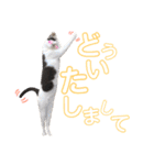ねこすた・はちわれ猫バージョン（個別スタンプ：18）