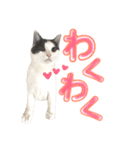 ねこすた・はちわれ猫バージョン（個別スタンプ：20）