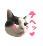 ねこすた・はちわれ猫バージョン（個別スタンプ：21）