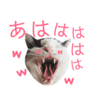 ねこすた・はちわれ猫バージョン（個別スタンプ：22）