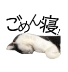 ねこすた・はちわれ猫バージョン（個別スタンプ：23）